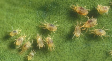 Turf & Ornamental Services Flora Vista | Yard, Turf & Tree Care