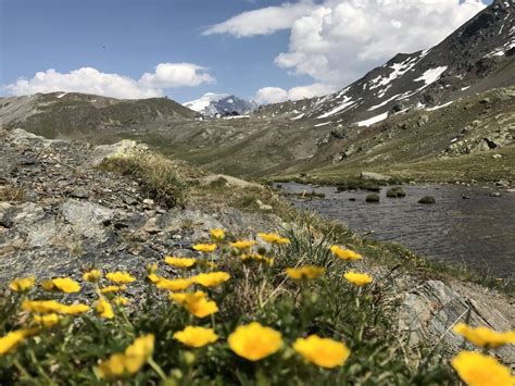 Il Parco Nazionale dello Stelvio natura fauna flora e biodiversità