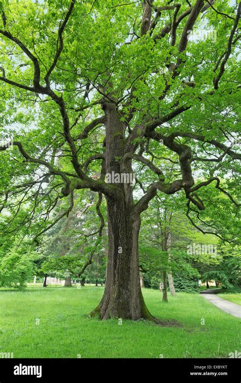 Big beautiful oak tree with green leaves Stock Photo - Alamy