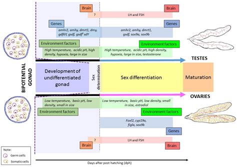 Biology Free Full Text Sex Determination And Differentiation In