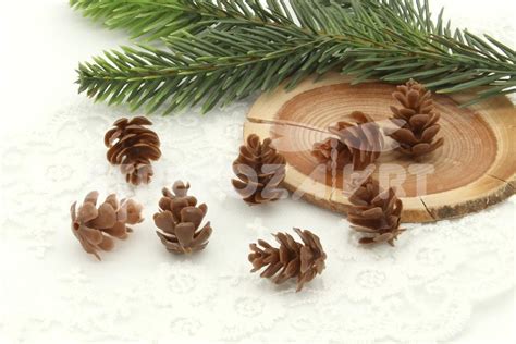 Шишка лиственницы искусственная | strekoza