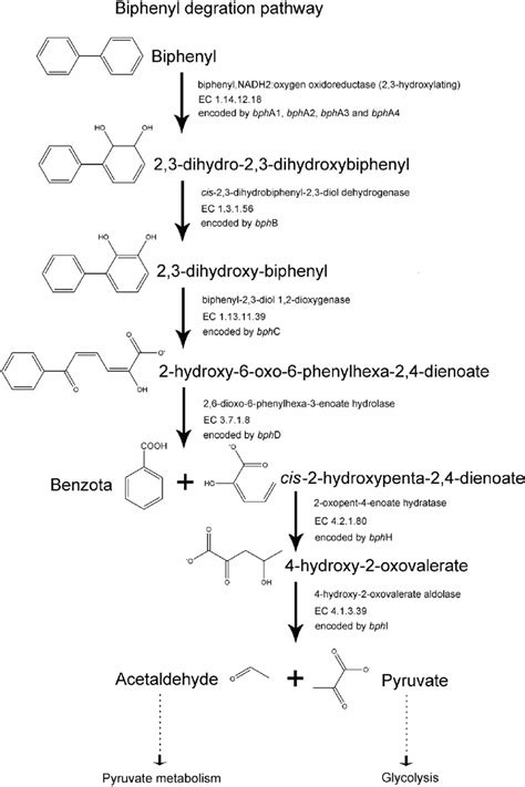 A Model Of De Novo Biphenyl Degradation Pathway In Prokaryotes The