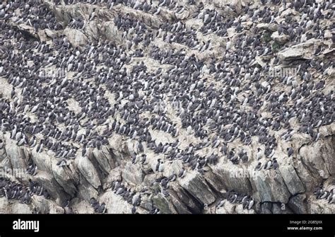 Colonies Of Common Guillemot Uria Aalge On The Cliffs At Rspb South