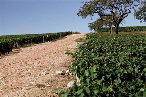 F1000047 Pouilly Fumé