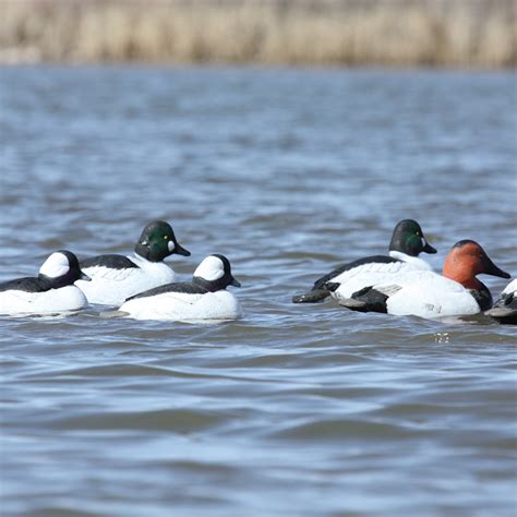 Avery GHG Over-Size Diver Duck Decoys (6-Pack) - Duck Decoys - Decoys ...