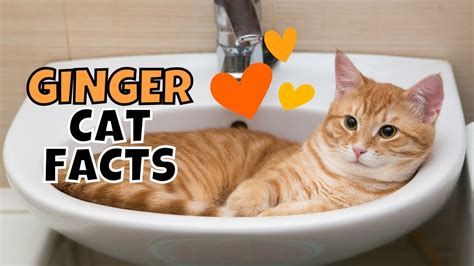 10 Fun Facts About Orange Tabby Ginger Cats YouTube