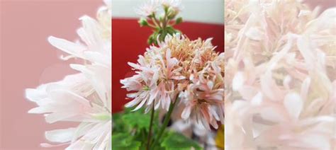 Пеларгония герань сортовая Bev Foster купить во Владимире | Товары для ...