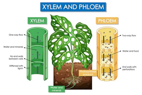 Means Of Transportation In Plants Geeksforgeeks