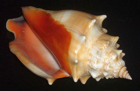 Fighting Conch Strombus Pugilis