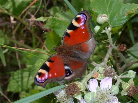 Lepinetfr Aglais Io Le Paon Du Jour Inachis Io