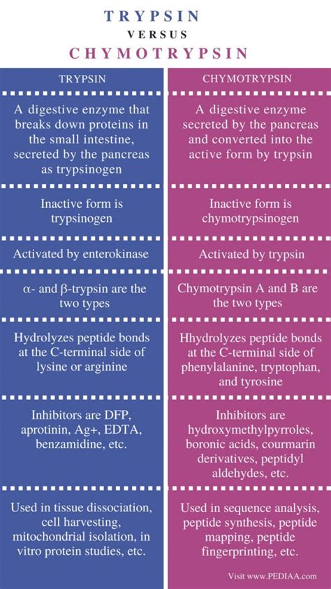 Difference Between Trypsin And Chymotrypsin Pediaa