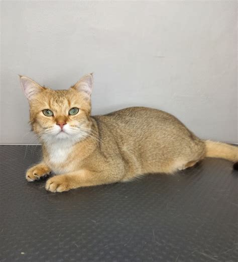 Харизматичный котик Лео Экспресс-линька для кошек - 1000 р. ️Запись по ...