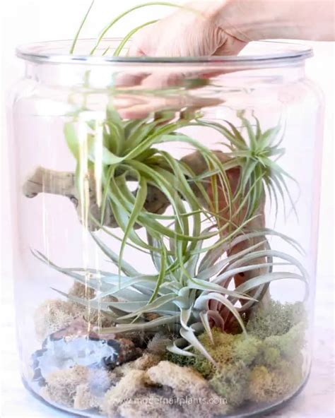 Glass Air Plant Displays Glass Is Modern Glass Is Sleek