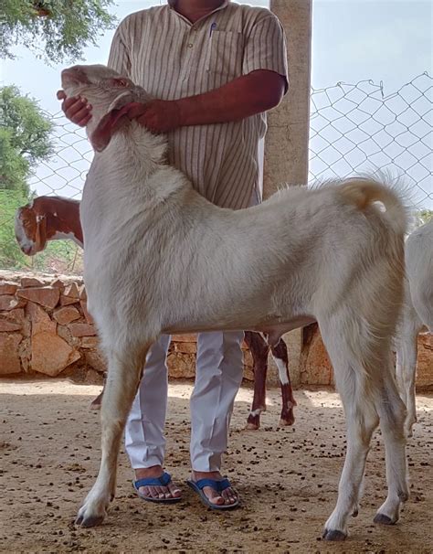 2 Year White Sojat Male Goat At Rs 500 Kilogram In Jodhpur ID