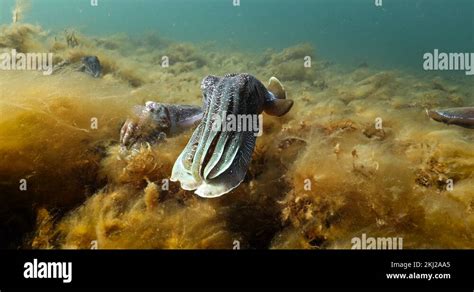 Australian Giant Cuttlefish Aggregation Sepia Apama Underwater In