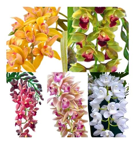 Mudas Orquidea Cymbidium Pendentes Kit C 05 Pronta Entrega MercadoLivre