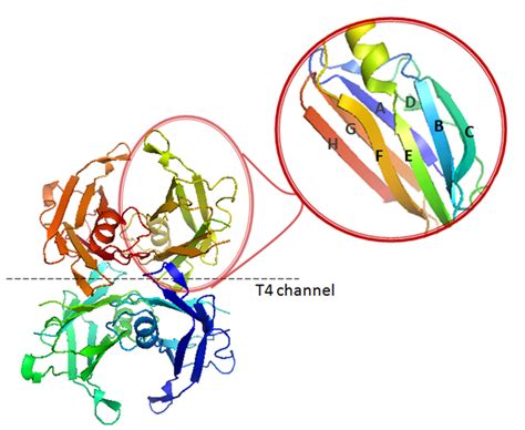 Etx Tdm Thyroid Ch3 Fig3 Endotext