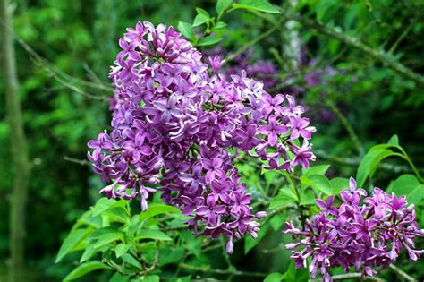 How To Grow Lilac Shrubs Growing Lilacs In Containers Lilac Care Naturebring