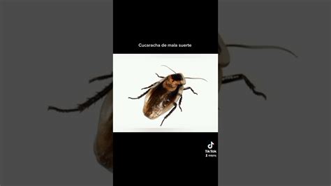 Una Cucaracha De Mala Suerte Youtube