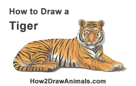 How To Draw A Tiger Step By Step Easy