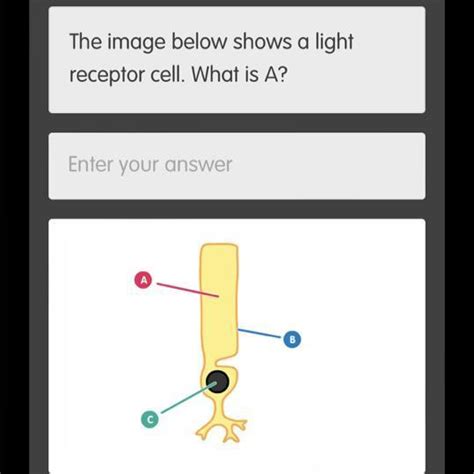[FREE] The image below shows a light receptor cell. What is A? Enter