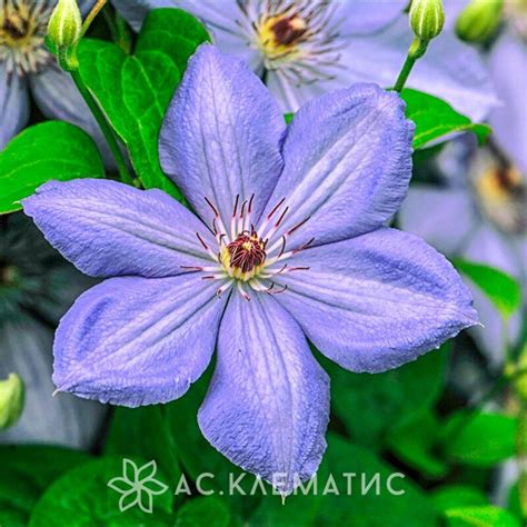 Купить Клематис Блю Пиллар (Blue Pillar) 3х летний — АС-Клематис
