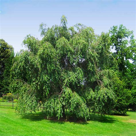 White Weeping Cherry Tree - Buy Online Today - PlantingTree