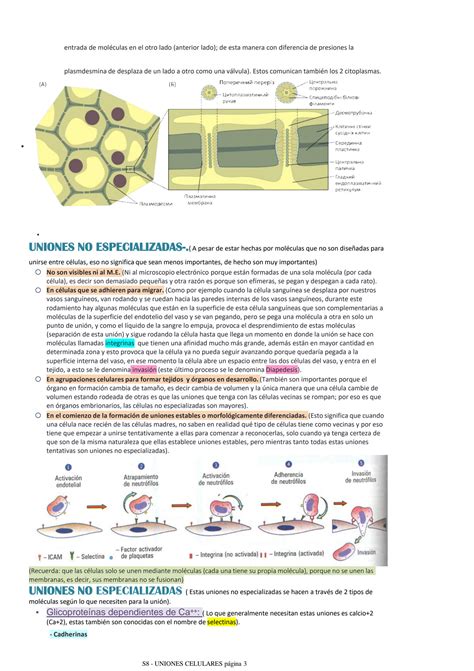 SOLUTION Sistemas De Interacci N Celular Uniones Celulares Studypool