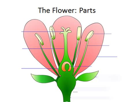 Plant Reproduction Diagram Quizlet