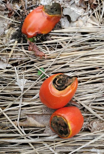 Epsom Salts In Your Landscape Yay Or Nay Garden Bite