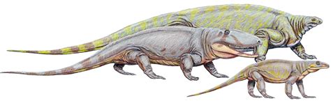 This Is A Picture Of A Synapsid With Their Big Teeth And Large Bodies