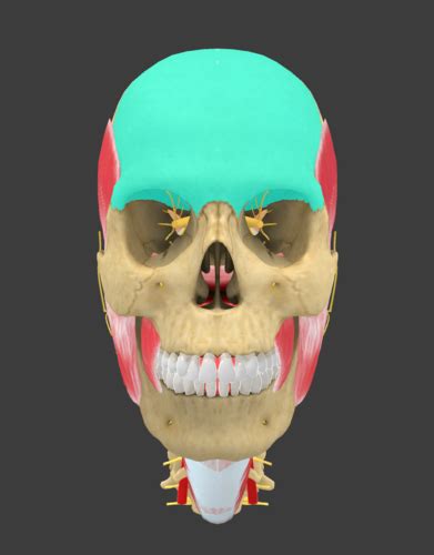 Axial Skeleton Cranial Facial Bones Flashcards Quizlet