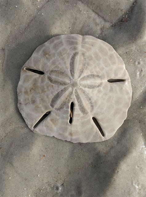 The Secrets Of The Sand Dollar Artofit