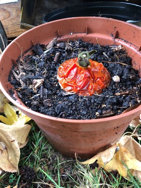 Récupérer ses graines de tomates Quatre Saisons Au Jardin Graine de