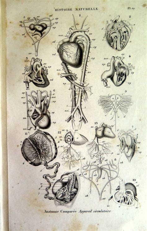 Dissection Animal Animals Zoology CIRCULATORY SYSTEM Print - Etsy