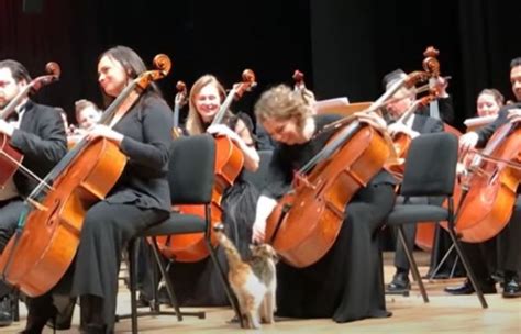 Cat Onstage During Symphony Performance Struts Without A Care – InspireMore