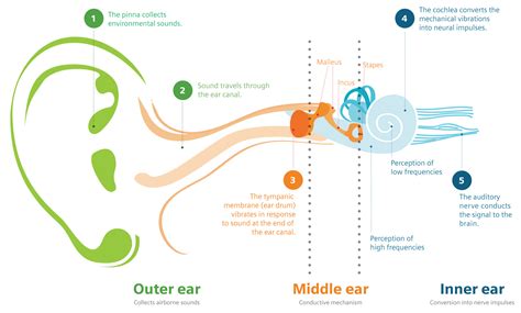 About Hearing Loss
