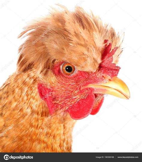 Chicken With Crazy Hair On Head Hair Byte