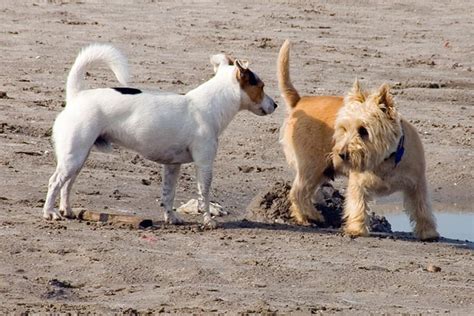 how to get rid of smell of dog in heat