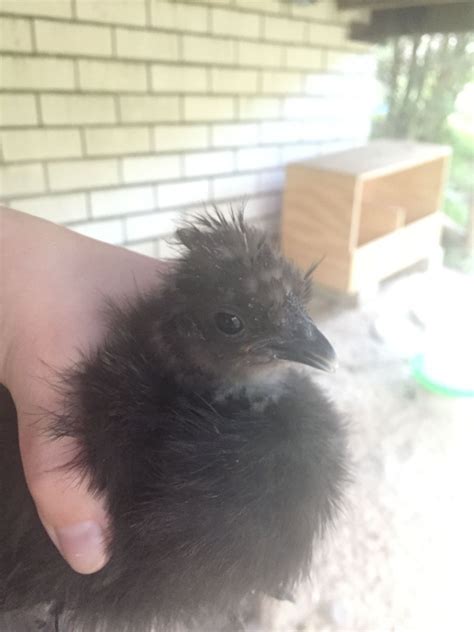 6 Week Old Silkie Chicks Have No Idea How To Sex Them BackYard Chickens Learn How To Raise