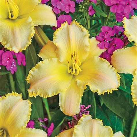 Spring Hill Nurseries Yellow Ruffled Pastel Cheers Daylily Plant In 1