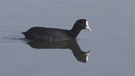 Fulica Atra Foulque Macroule Eurasian Coot Lignesbois Flickr