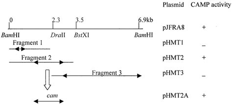 Restriction Enzyme Map Of Recombinant Plasmid Pjfra8 And The Subclone