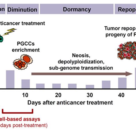 Cartoon Illustrating The Role Of Polyploid Multinucleated Giant Cancer