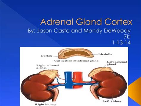 Ppt Adrenal Gland Cortex Powerpoint Presentation Free Download Id