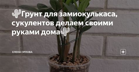 🌵Грунт для замиокулькаса, сукулентов делаем своими руками дома🌵 | Елена ...