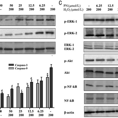 Parthenolide Inhibited Hle Cells From H 2 O 2 Induced Apoptosis The