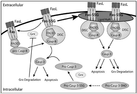 Role Of Glutathionylation In The Fas Fasl Pathway In C10 Epithelial Download Scientific