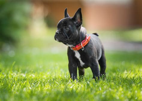 Buldogue Francês Conheça Esta Raça De Cães E As Suas Caraterísticas