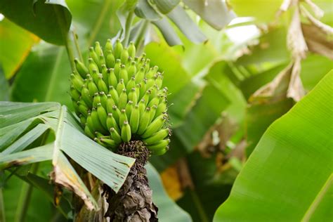 Oʻahu Annual Waimea Valley Mai‘a ‘ho‘olaule‘a Banana Festival